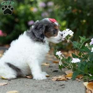 Sunshine, Cavapoo Puppy